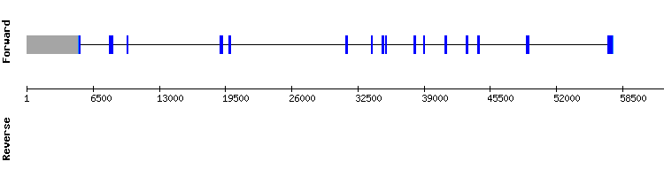 gene structure