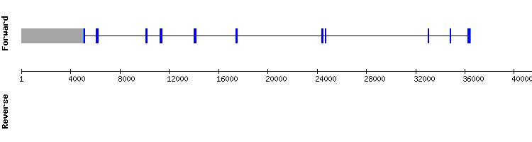 gene structure