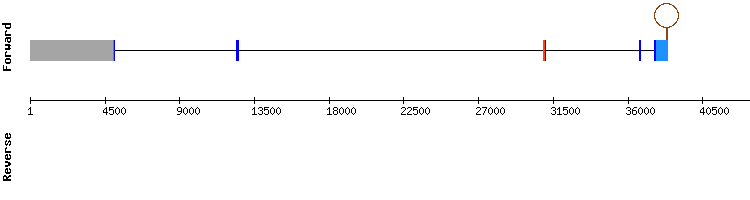gene structure