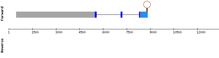 gene structure