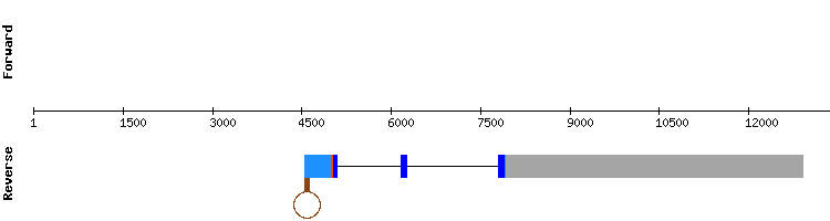 gene structure