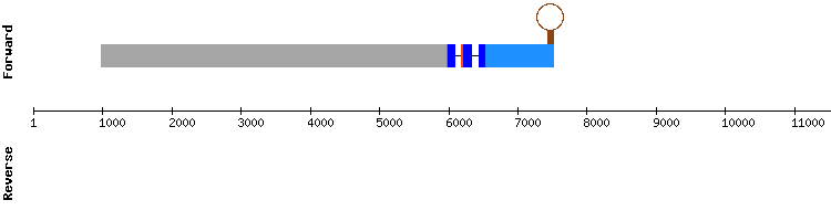 gene structure