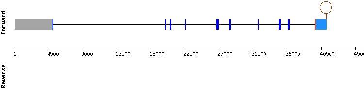 gene structure