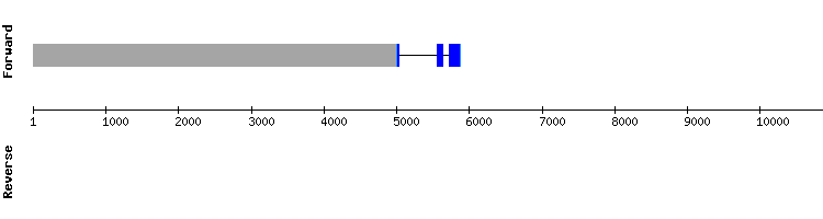 gene structure