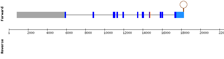 gene structure