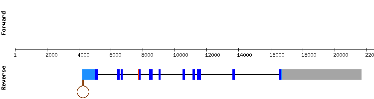 gene structure