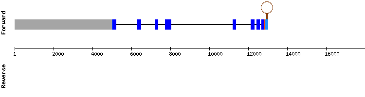 gene structure