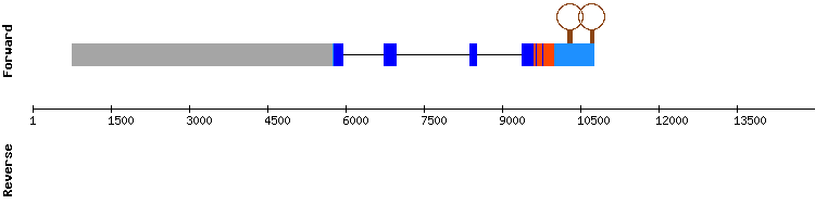 gene structure