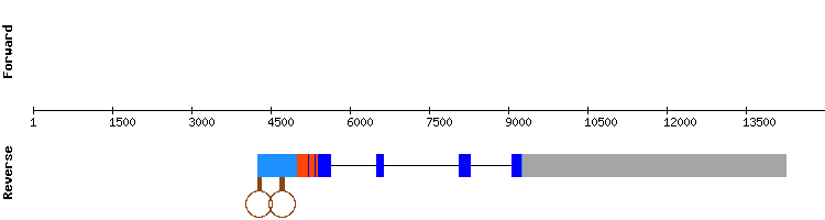 gene structure