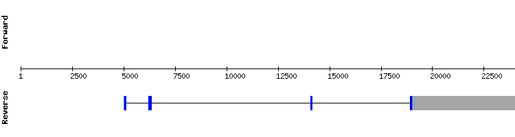 gene structure