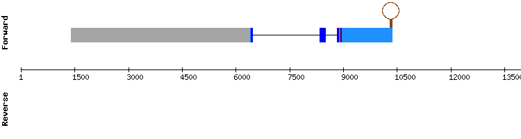 gene structure