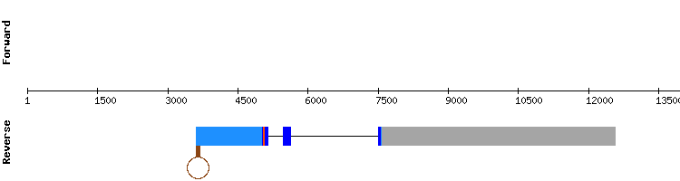 gene structure