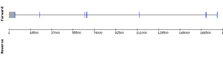 gene structure