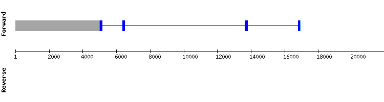 gene structure