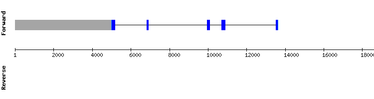 gene structure