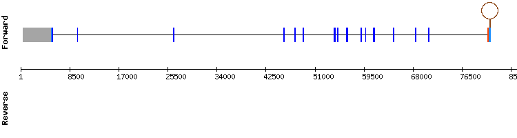 gene structure