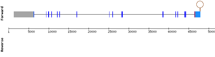gene structure