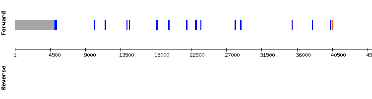 gene structure