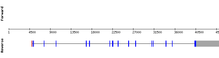gene structure
