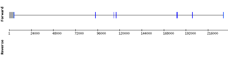 gene structure