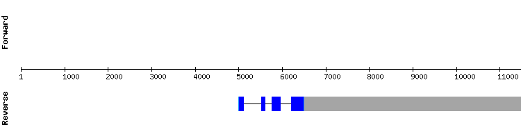 gene structure