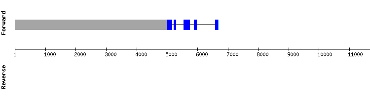gene structure