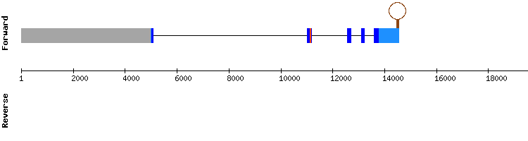gene structure