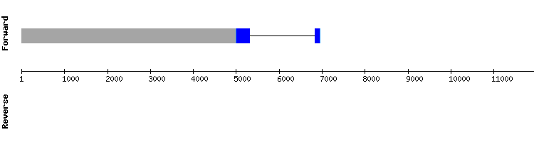 gene structure