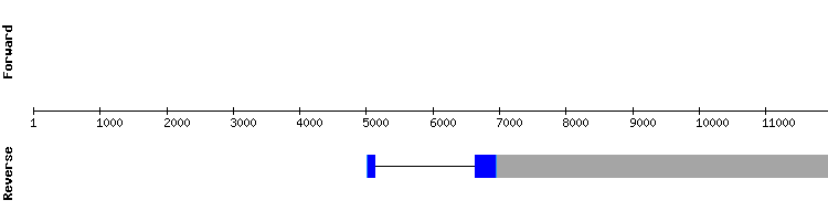 gene structure