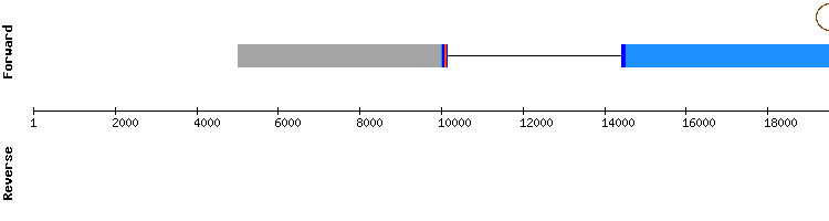 gene structure