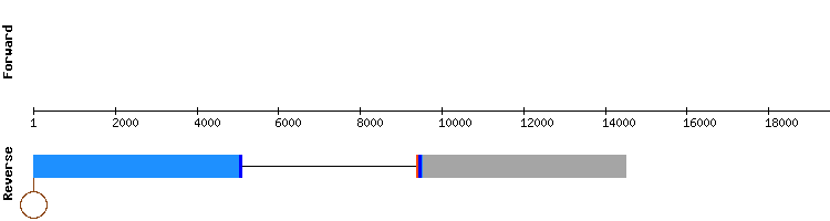 gene structure