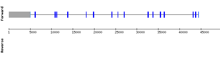 gene structure