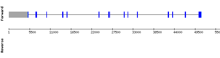 gene structure