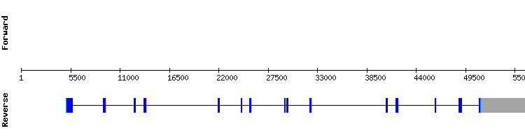 gene structure