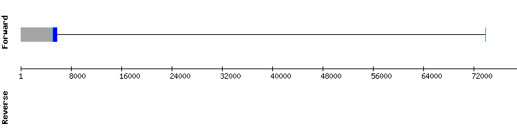 gene structure