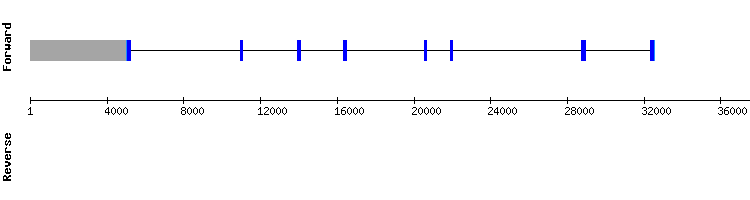 gene structure