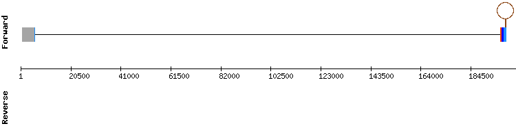 gene structure