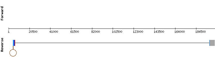 gene structure