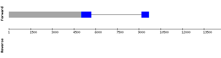 gene structure