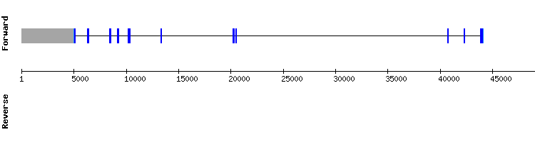 gene structure