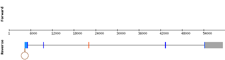 gene structure