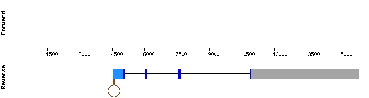 gene structure