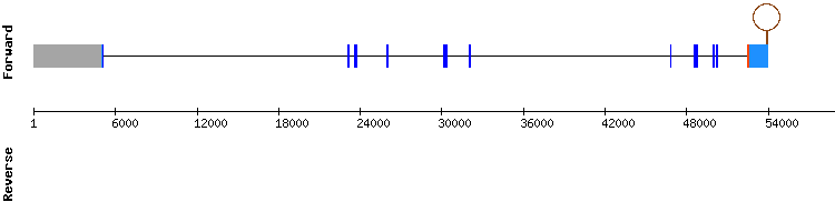 gene structure