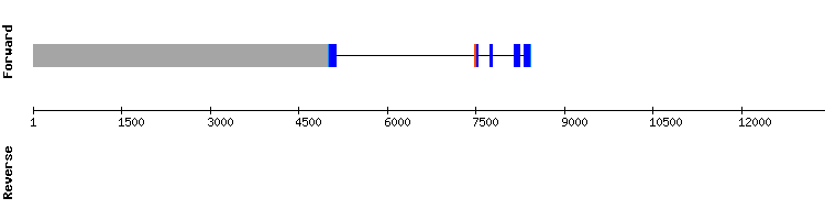 gene structure