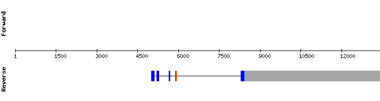 gene structure
