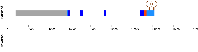 gene structure
