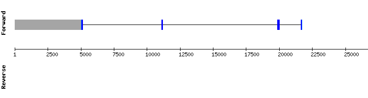 gene structure