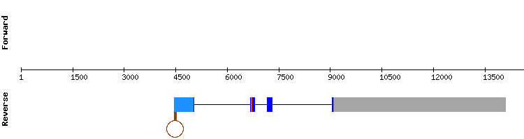 gene structure