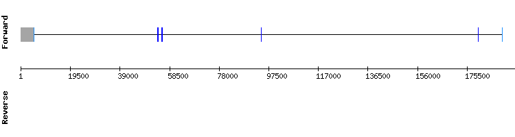 gene structure