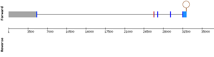 gene structure